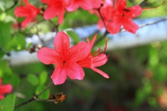 美笹湖の赤と緑とそよかぜと・・・_006