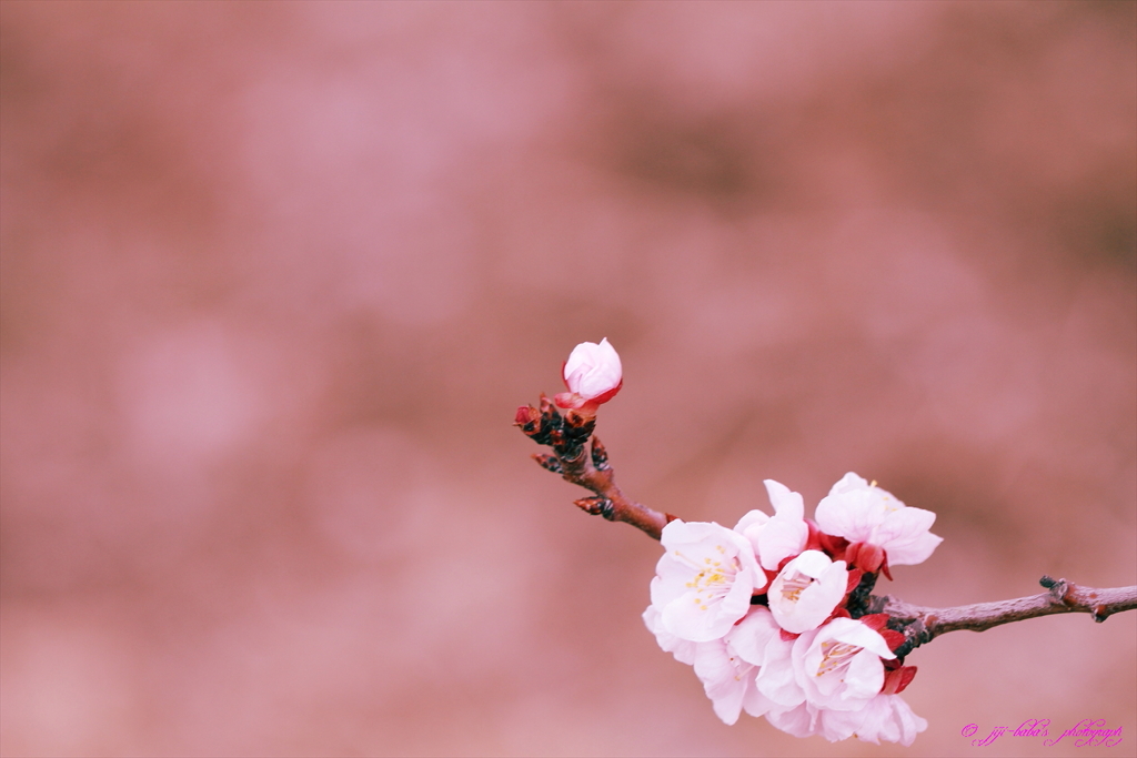 あんずの花色々_9