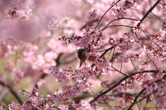 ヒヨの桜枝渡り