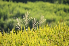 朝露滴る棚田米_8