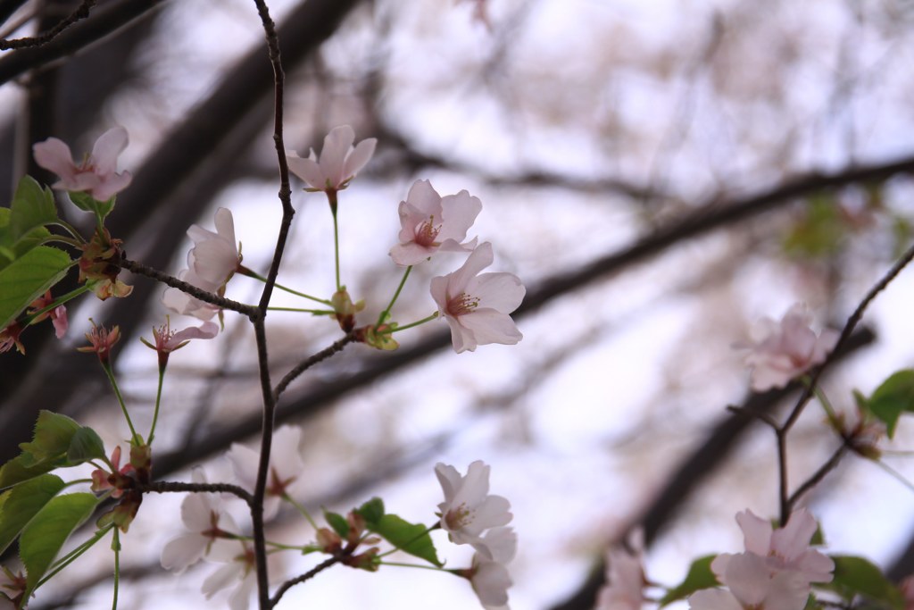 桜300まだ嬉し