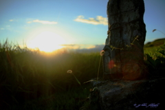 棚田米に朝陽差す_5