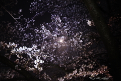 月夜の夜桜・映り込み_2