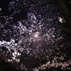 月夜の夜桜・映り込み_2