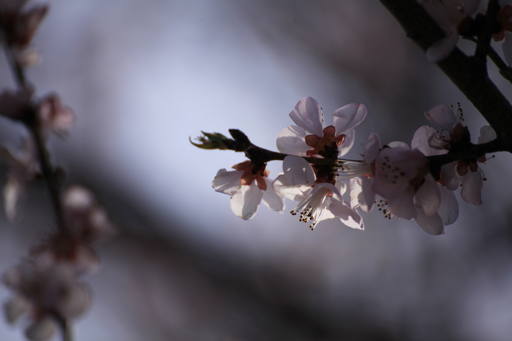 IMG_7463森の魯桃桜