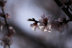 IMG_7463森の魯桃桜