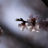 IMG_7463森の魯桃桜
