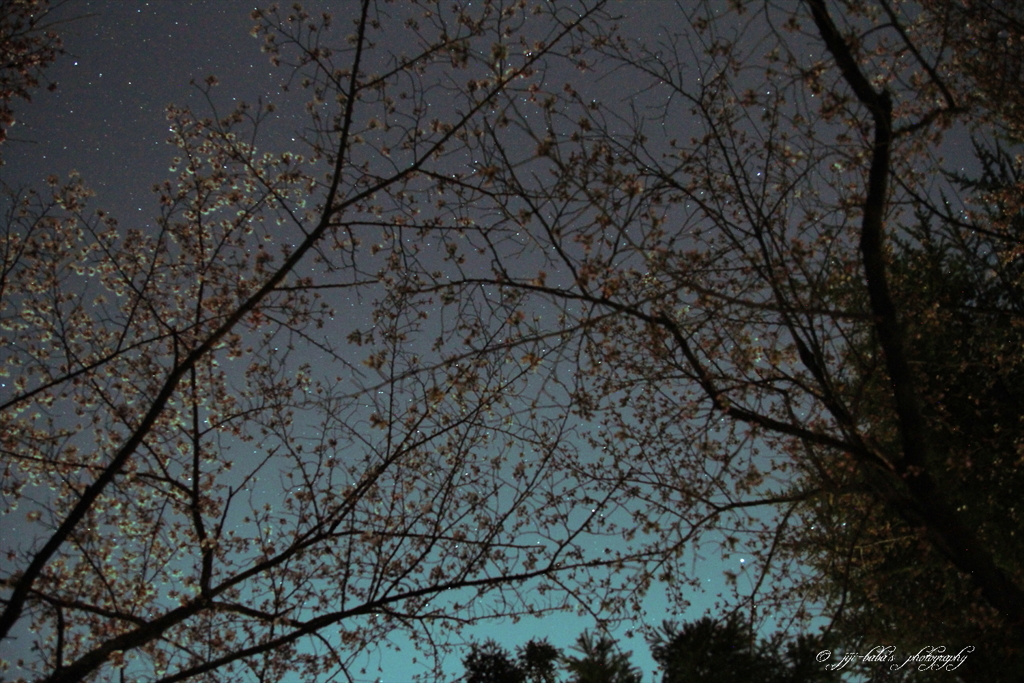 夜桜と星屑
