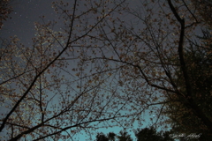 夜桜と星屑