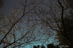 夜桜と星屑