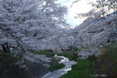 身近な桃源郷_1