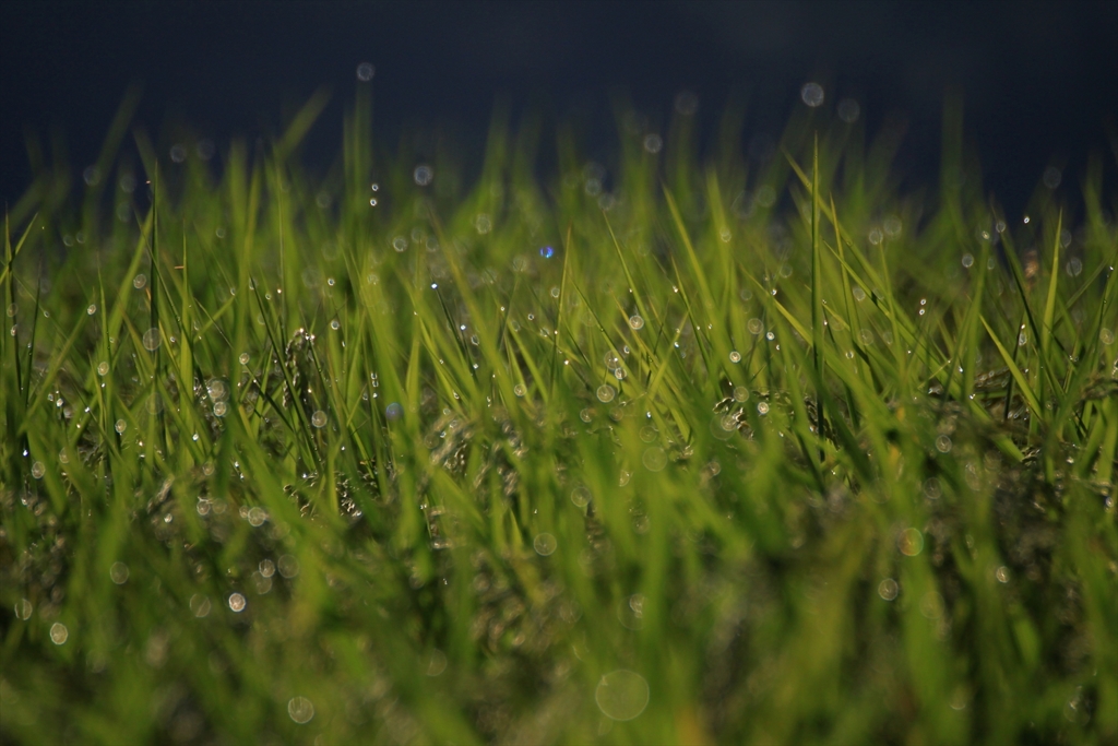 朝露滴る棚田米_7
