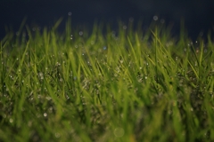 朝露滴る棚田米_7