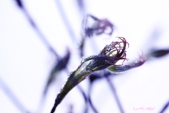 もみじ芽吹く_2