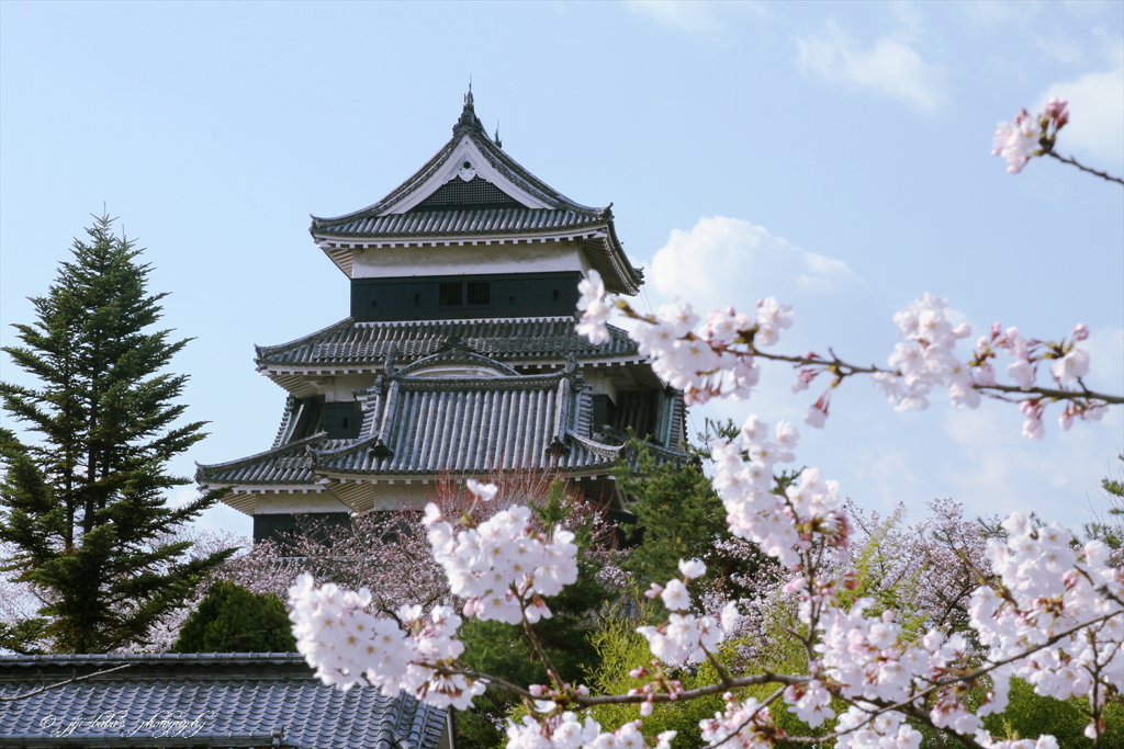 桜咲く烏城_2