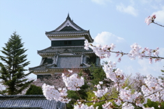 桜咲く烏城_2