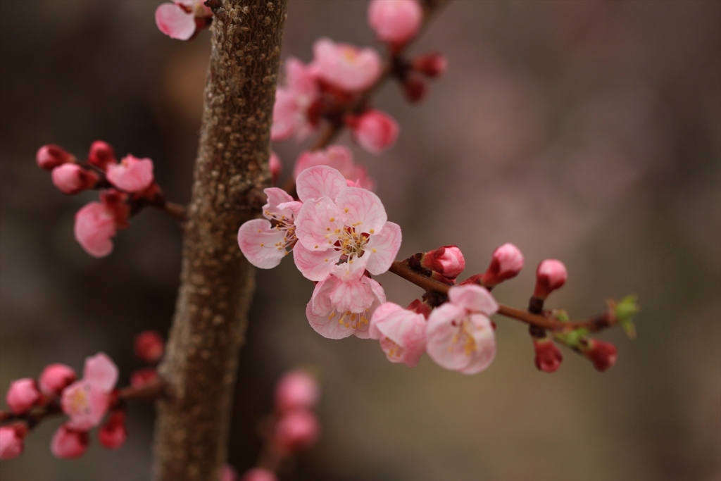 あんずの花色々_4