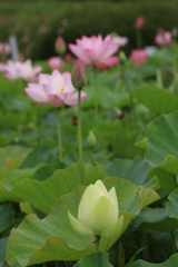 緑の蓮花・・・えっ！緑^^;_1