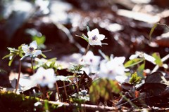 IMG_20180313_145412_307