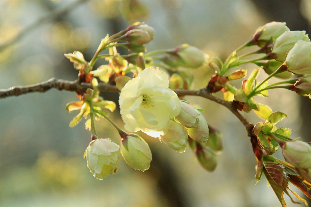 御衣黄桜　夕陽に輝く_1