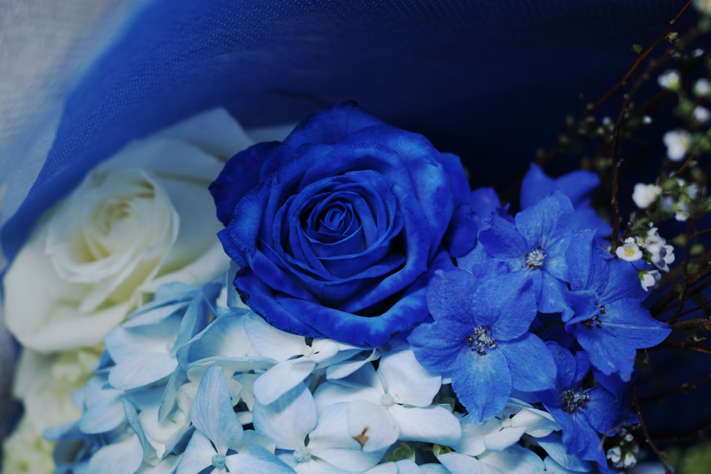 青のバラ