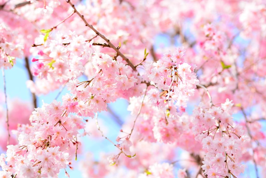 春の盛りの葉桜