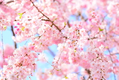 春の盛りの葉桜