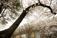 桜_名古屋市中区、名古屋城外堀