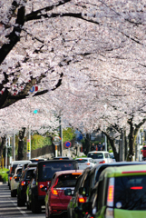 桜_名古屋市天白区、植田駅付近_20190406