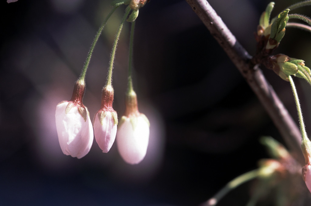 近所の神社で、桜のつぼみ