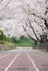 桜_名古屋市東区、栄公園付近_20190406