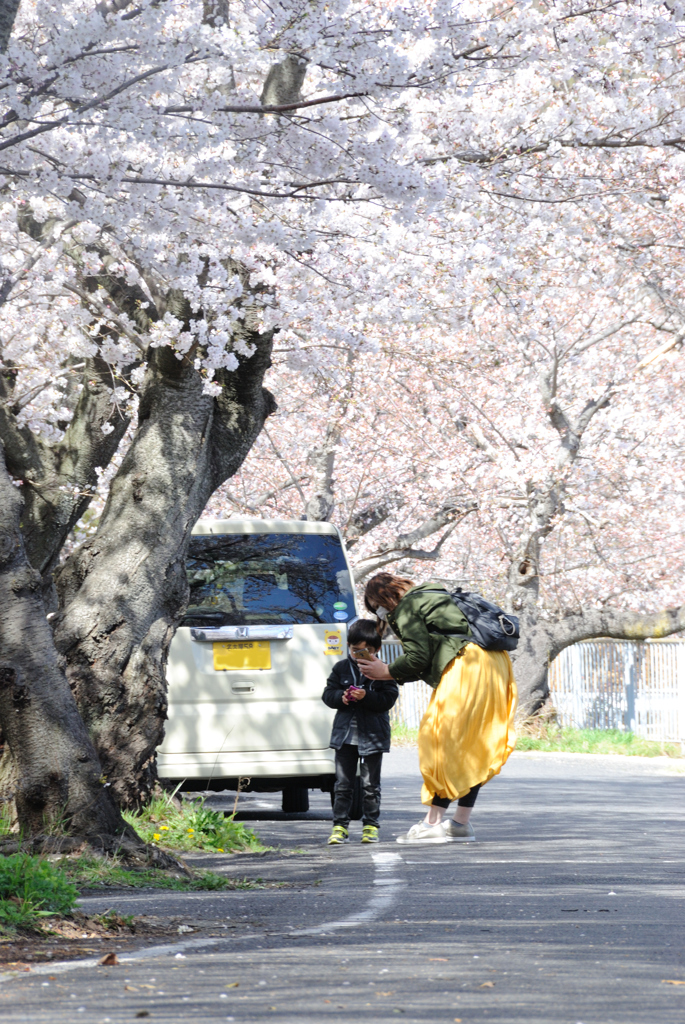 桜_名古屋市千種区、平和公園_20190331