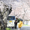 桜_名古屋市千種区、平和公園_20190331