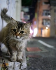 野良猫 バリアングル 縦撮影 夜