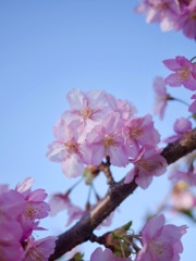 河津桜  大阪大仙公園