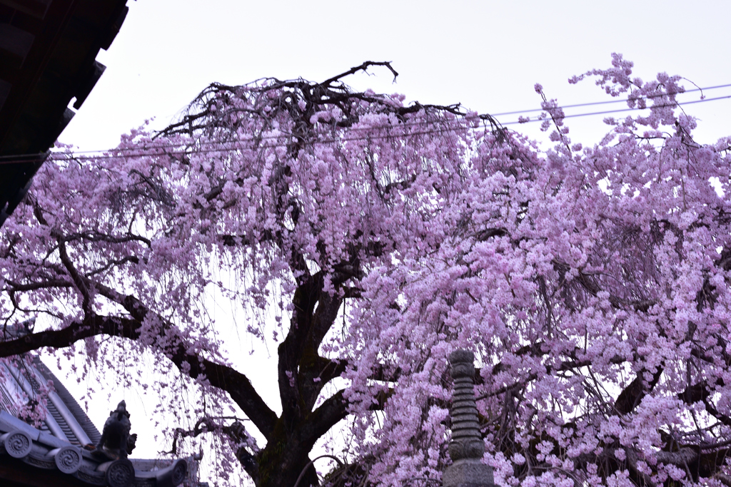 専称寺⑥　さくら　なら　