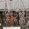 専称寺②　桜　奈良　