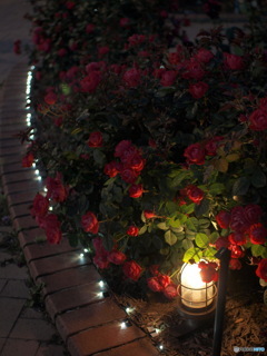 Night Rose Garden