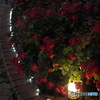 Night Rose Garden