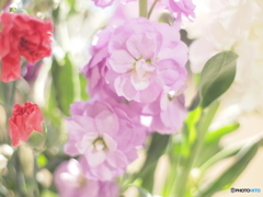 紫羅漢花