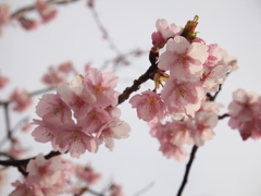 河津桜