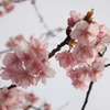 河津桜