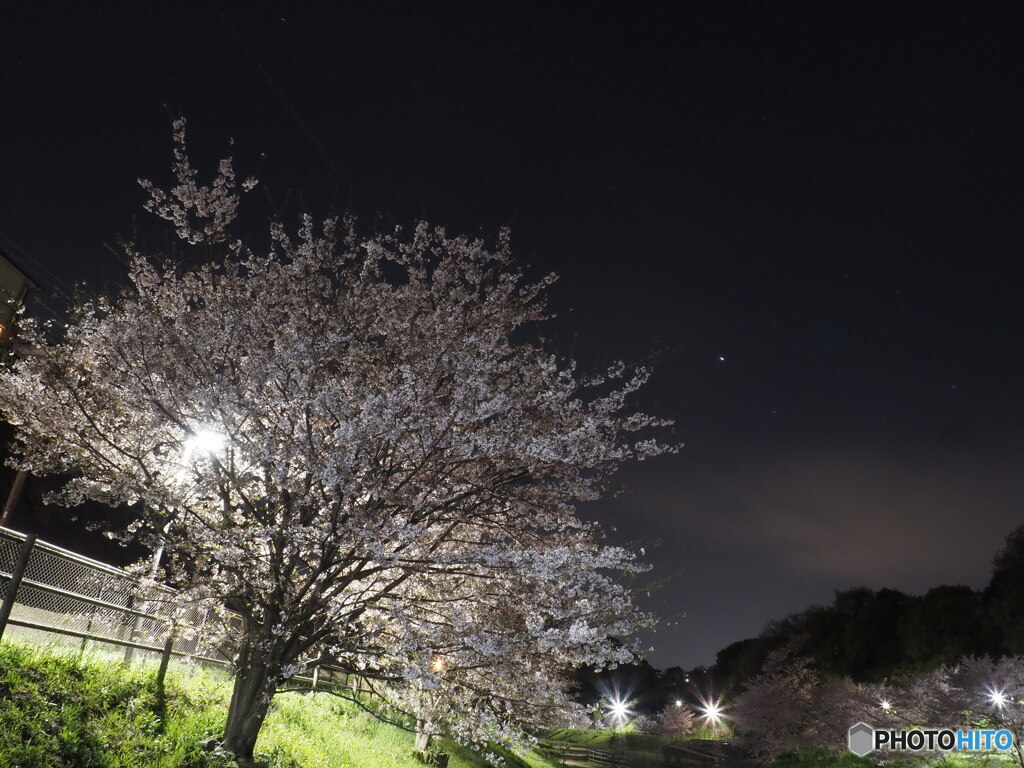 夜桜