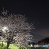 夜桜