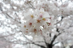 雨にも負けず