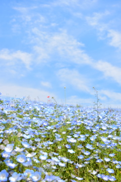 ネモフィラの空