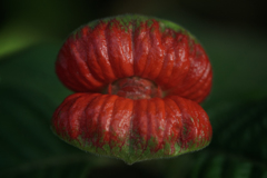 ホットリップ（Psychotria poeppigiana）