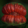 ホットリップ（Psychotria poeppigiana）