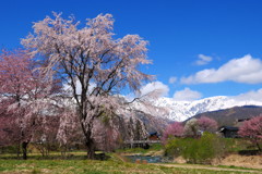 桜・白馬大出公園②