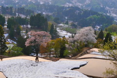儀明の桜